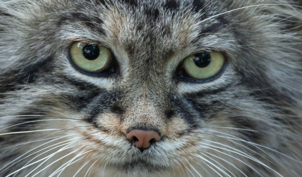 Магия взгляда