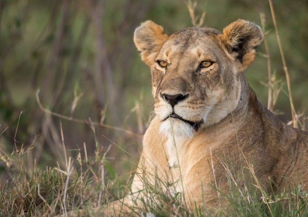 Магия взгляда