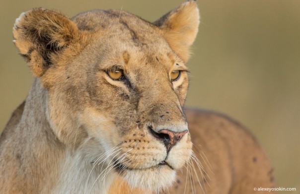 Магия взгляда