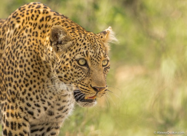 Магия взгляда