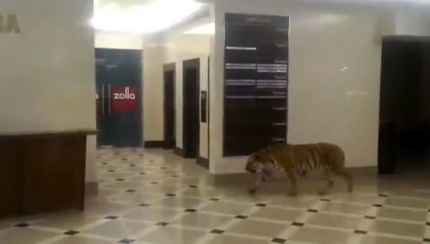 По торговому центру в Хабаровске разгуливал тигр