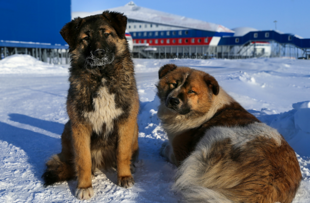 Минобороны показало уникальную военную базу "Арктический трилистник"