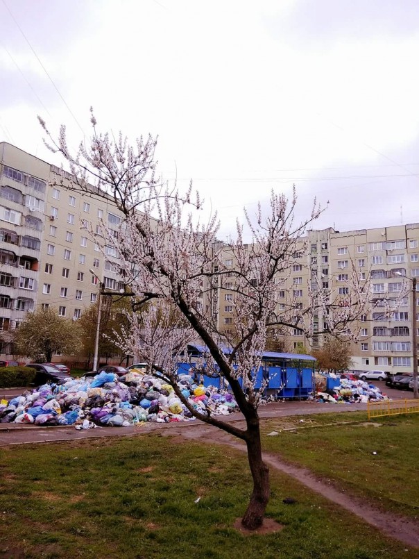 Цветение львовской сакуры Цветение львовской сакуры