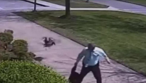 Дикий гусь вышел победителем в уличном поединке с американским полицейским