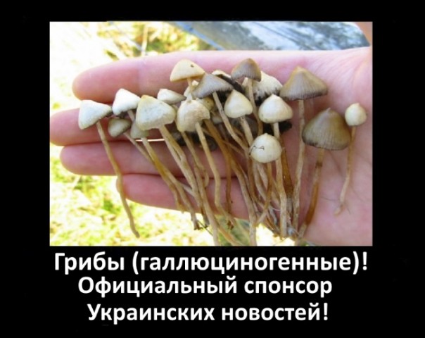 Кому грибочков!? Кому грибочков!?