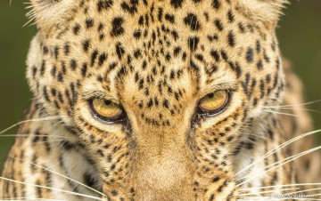 Магия взгляда