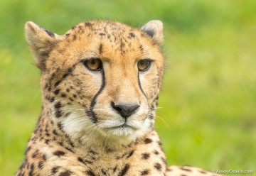 Магия взгляда