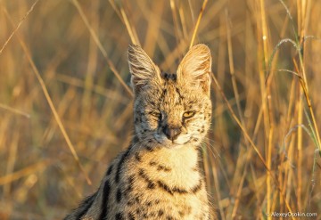 Магия взгляда