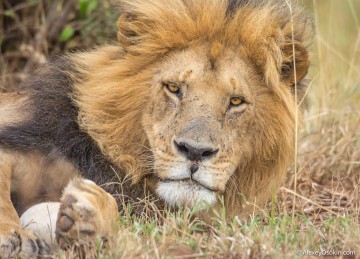 Магия взгляда