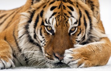 Магия взгляда