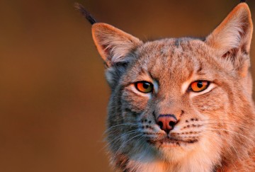 Магия взгляда