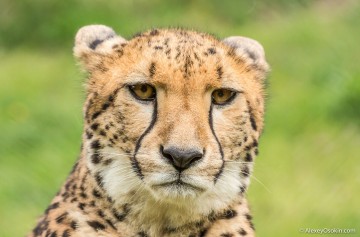 Магия взгляда