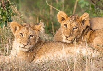 Магия взгляда