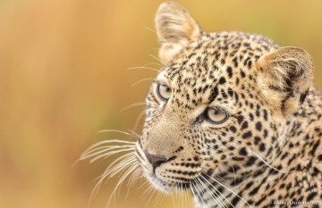 Магия взгляда