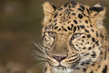 Магия взгляда