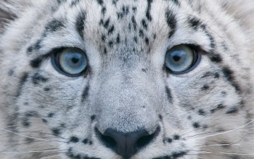 Магия взгляда