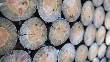 Лес-кругляк как самый «интимный» вопрос в отношениях Украины и ЕС