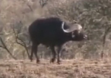 Такая озвучка любую передачу о животных сделает остросюжетным триллером