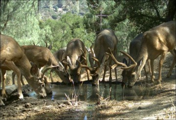 Медведь негодяй (3 фото)