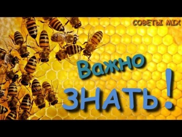 Полезно знать: Секреты правильного употребления меда Польза и вред для организма