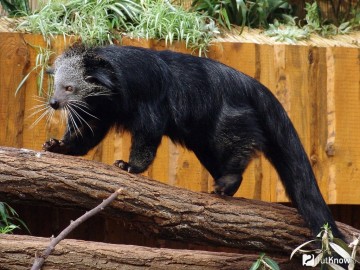 Бинтуронг - котомишка