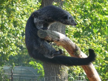 Бинтуронг - котомишка