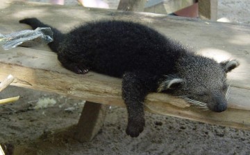 Бинтуронг - котомишка