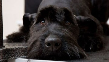 Потрясающая история за чашкой  утреннего чая