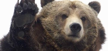 Превед медвед! Инструкция по выживанию