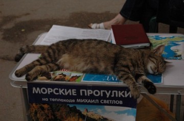 Спасибо, что мы больше не кiти