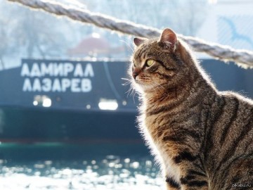 Спасибо, что мы больше не кiти