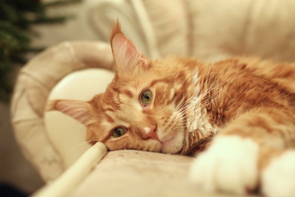 Кото-Юмор