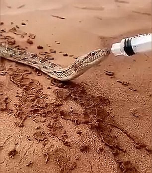 В Саудовской Аравии страдающую от жажды змею напоили водой