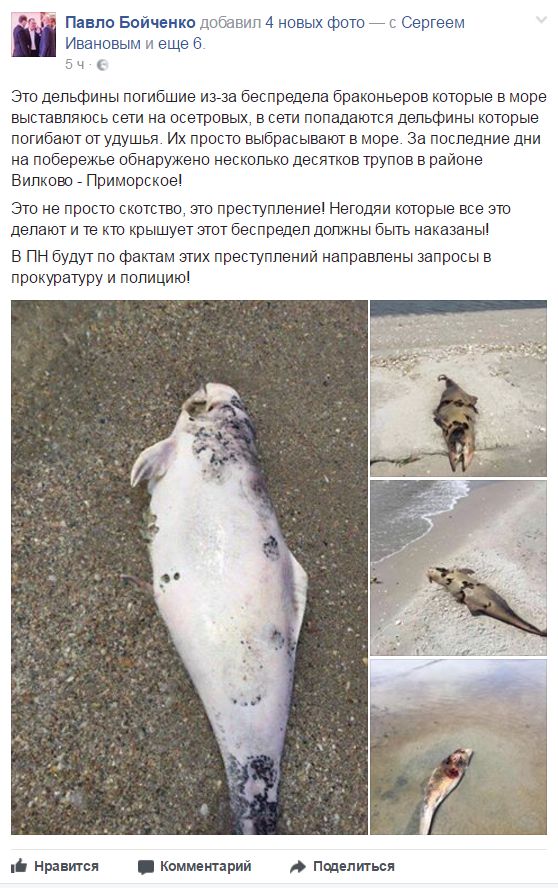 Под Одессой десятки мертвых дельфинов выбросило на берег Под Одессой десятки мертвых дельфинов выбросило на берег