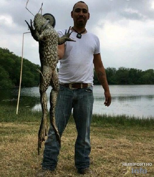 Житель Техаса поймал лягушку размером с собаку