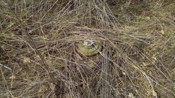 Сводка от НМ ЛНР 3 мая 2017. Заявление А. Марочко о попытке проникновения ДРГ в Республику. Диверсионная группа ВСУ уничтожена
