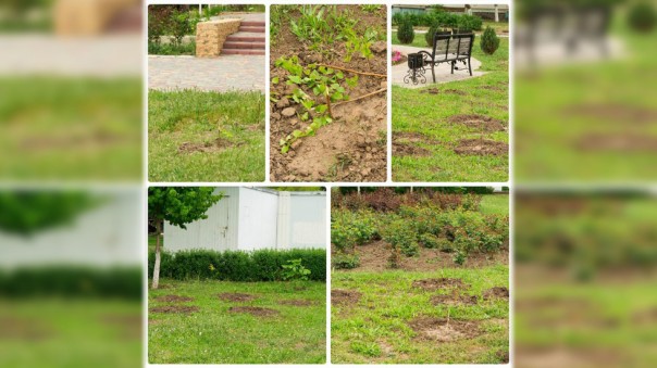 Вандалы уничтожили аллею берёз, высаженную в память о жертвах одесской трагедии Вандалы уничтожили аллею берёз, высаженную в память о жертвах одесской трагедии