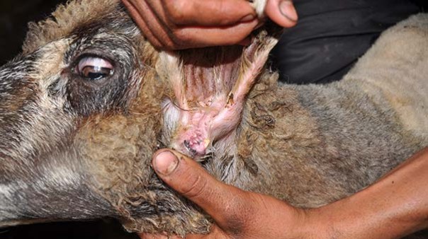 В Турции нашли овцу-мутанта с челюстью в ухе