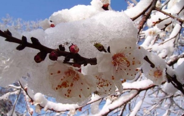 Украина может потерять до 60% урожая фруктов