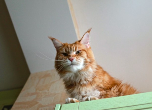 Кото-Юмор