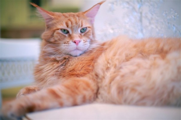 Кото-Юмор