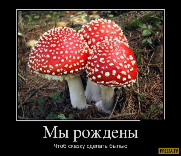 "Мыздобулы" в картинках. Смешных и не очень... 24.05.2017 "Мыздобулы" в картинках. Смешных и не очень... 24.05.2017