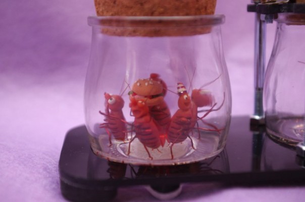 Мои тараканы Мои тараканы