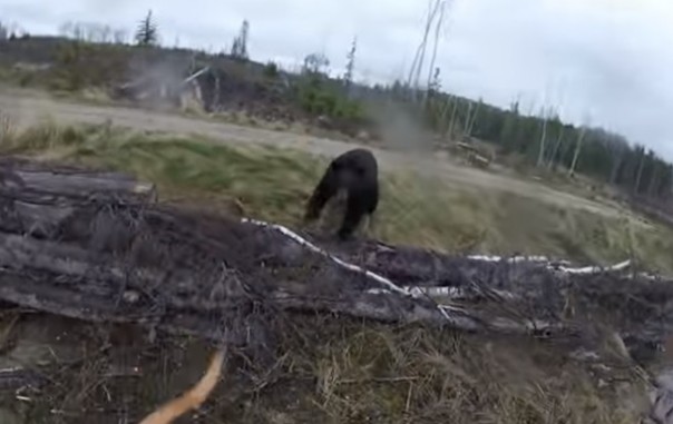 Не все медведи помогают картошку сажать - некоторые нападают.