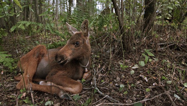Полиция застрелила лосенка Дурашку, ставшего любимцем финнов Полиция застрелила лосенка Дурашку, ставшего любимцем финнов