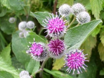 Лопух – это российский женьшень с медвежьей силой