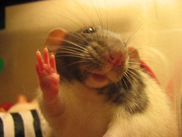 Живность (истории)