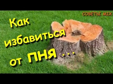 Как избавиться от пня на дачном участке простыми способами