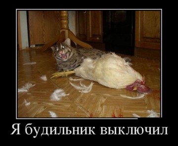 "Мыздобулы" в картинках. Смешных и не очень... 17.05.2017