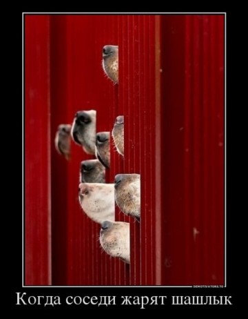 "Мыздобулы" в картинках. Смешных и не очень... 21.05.2017